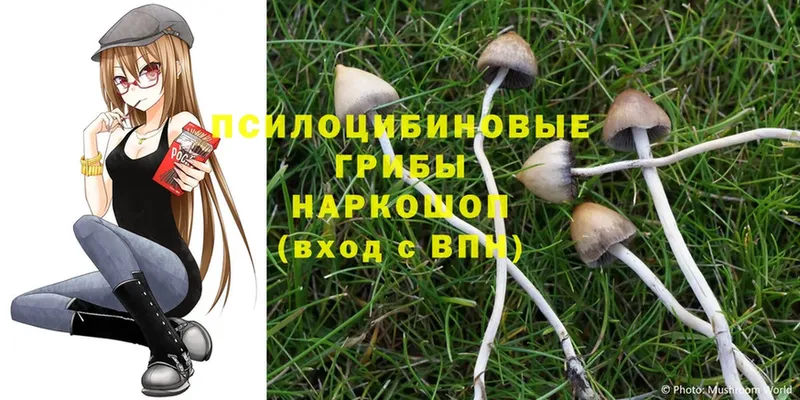 купить  сайты  Волчанск  Галлюциногенные грибы Psilocybine cubensis 